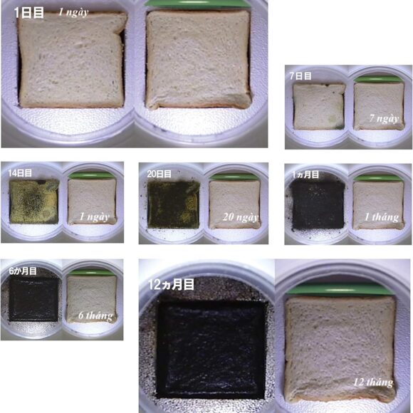 Bread 580x580